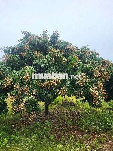 Cần bán 2 sào đất vườn có sẵn 223m thổ cư gần hồ Trị An, La Ngà