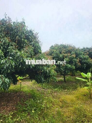 Cần bán 2 sào đất vườn có sẵn 223m thổ cư gần hồ Trị An, La Ngà