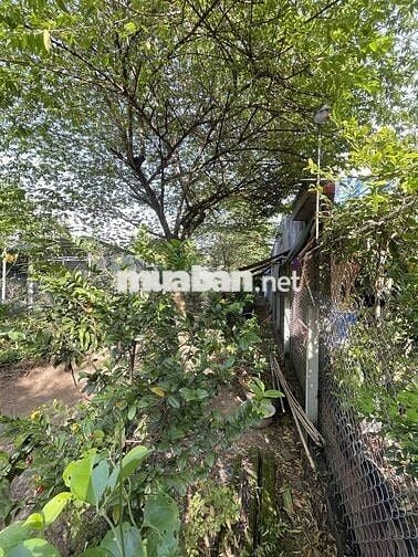 bán đất mặt tiền lộ nhựa xã phú hưng cách chợ giữa 300m