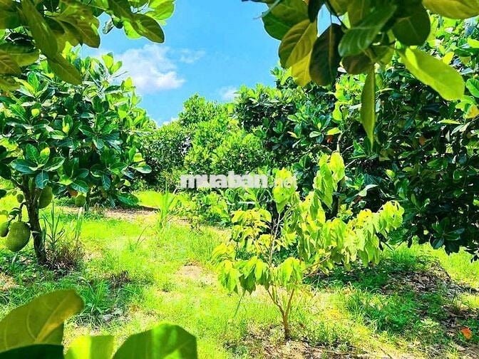 🔥 NGỢP NGỢP !! BÁN VƯỜN CÂY ĂN TRÁI  LÁNG DÀI, ĐẤT ĐỎ  GIÁ 1TY380