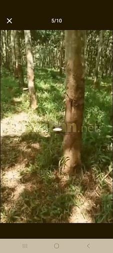 Bán đất Xã Đạ Tẻh 2 (Huyện Đạ Huoai cũ), Tỉnh Lâm Đồng