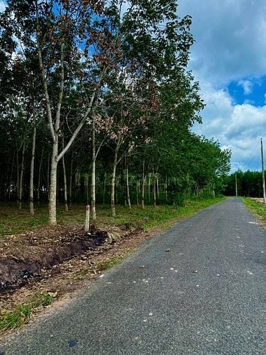 🏡 BÁN LÔ ĐẤT ĐẸP – CÁCH DT749A CHỈ 100M – GIÁ ĐẦU TƯ