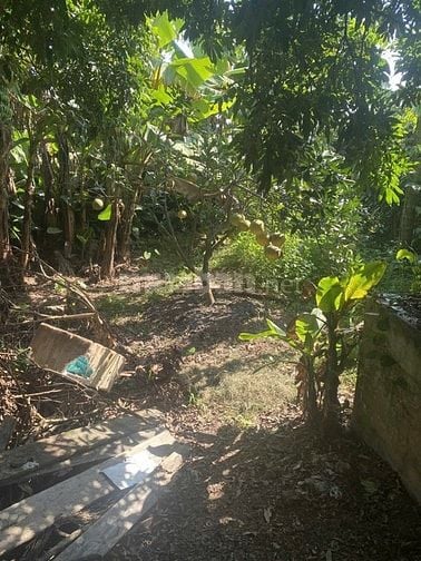 Bán đất đã xây nhà cấp 4 và tường bao, tại thôn Ba Nhà, xã Quốc Oai 