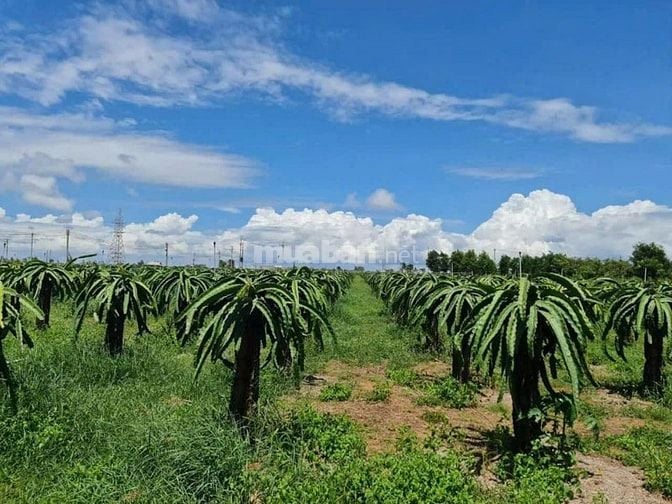 Đất 8ha8 gần biển Nova Phan Thiết, đường lớn, qui hoạch TMDV, giá rẻ, 