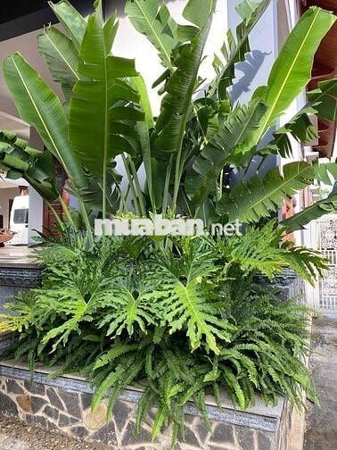 Chính Chủ cho Thuê nhà Hẻm XVNT P21 Bình Thạnh