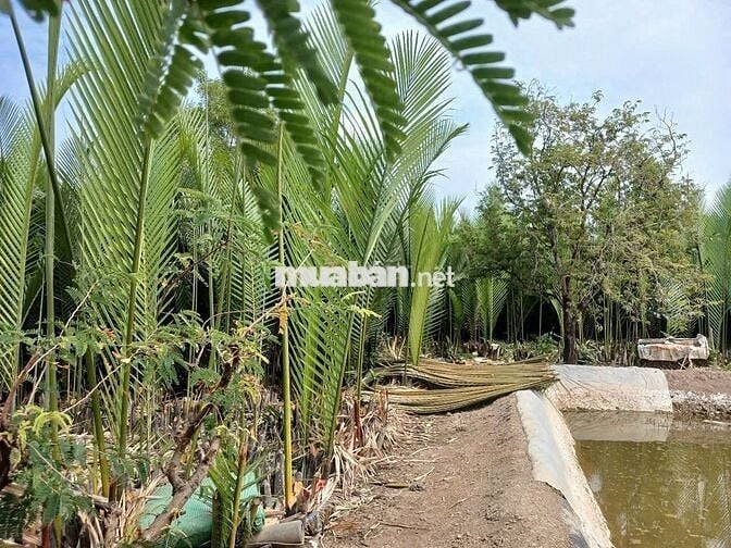 KẸT TIỀN BÁN ĐẤT XÃ BÌNH KHÁNH, HUYỆN CẦN GIỜ, TPHCM