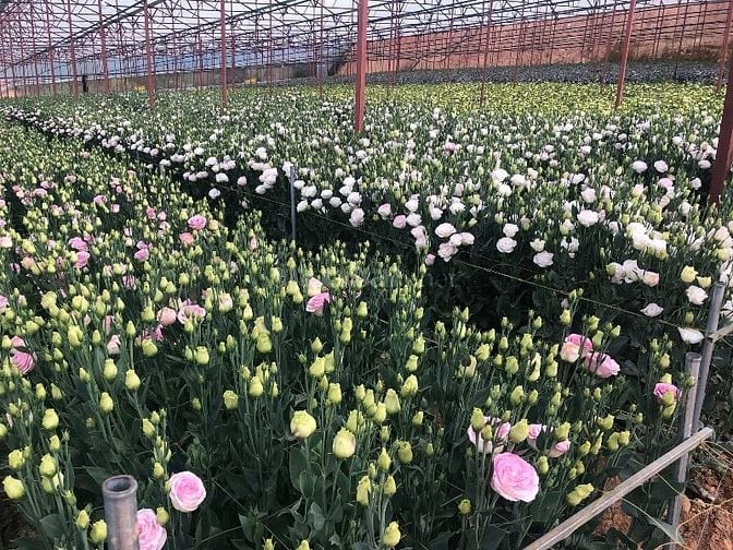 Kinh doanh vườn hoa cho thuê đầy đủ thiết bị có sẵn