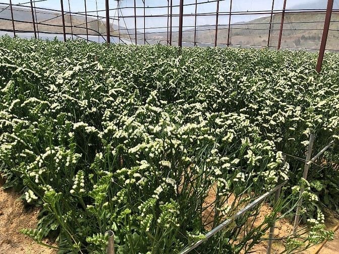 Kinh doanh vườn hoa cho thuê đầy đủ thiết bị có sẵn