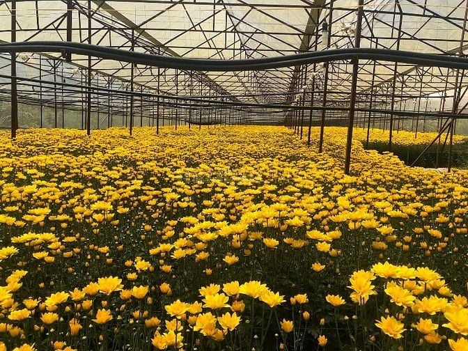 Kinh doanh vườn hoa cho thuê đầy đủ thiết bị có sẵn