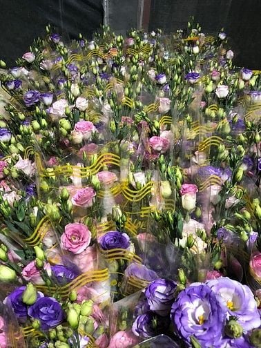 Kinh doanh vườn hoa cho thuê đầy đủ thiết bị có sẵn