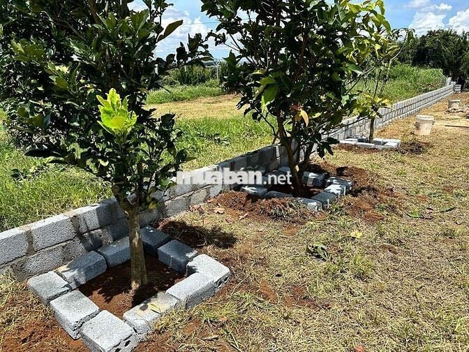 Lô đất thổ cư 550tr Rào sẳn cây ăn trái Lộc An