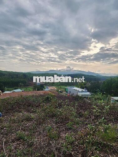 4500m2 có 120m2 đất ở Khương Mỹ-Hòa Phong