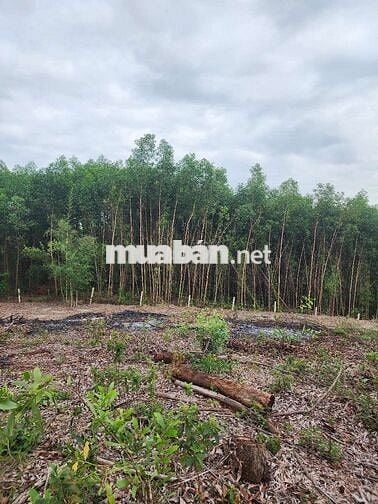 4500m2 có 120m2 đất ở Khương Mỹ-Hòa Phong