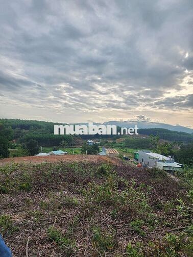 4500m2 có 120m2 đất ở Khương Mỹ-Hòa Phong