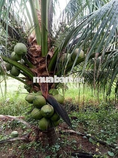 Hàng Ngộp. Siêu Rẻ. HXH Đường DT855. Bình Thành. Giồng Trôm. Bến Tre