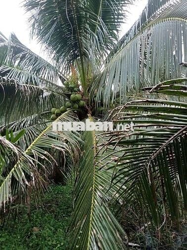 Hàng Ngộp. Siêu Rẻ. HXH Đường DT855. Bình Thành. Giồng Trôm. Bến Tre