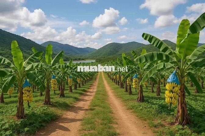 CẦN CHUYỂN NHƯỢNG DỰ ÁN 423,21 HA – TIỀM NĂNG LỚN – PHÁP LÝ ĐẦY ĐỦ – G