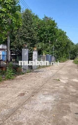 Bán gấp nhanh lô đất trường tiểu học Tân Hiệp 338m2 100m2 thổ cư 530tr