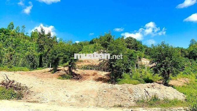 Chính chủ bán đất rẫy xã  Ea Bông  - Krong Ana _ Đăk Lăk