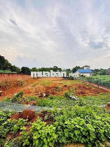 BÁN ĐẤT THANH BA PHÚ THỌ 1000m