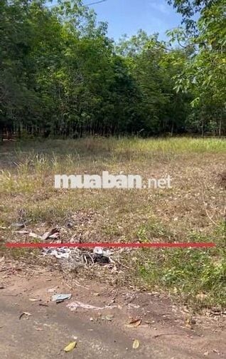 Bán gấp nhanh lô đất trường tiểu học Tân Hiệp 338m2 100m2 thổ cư 530tr