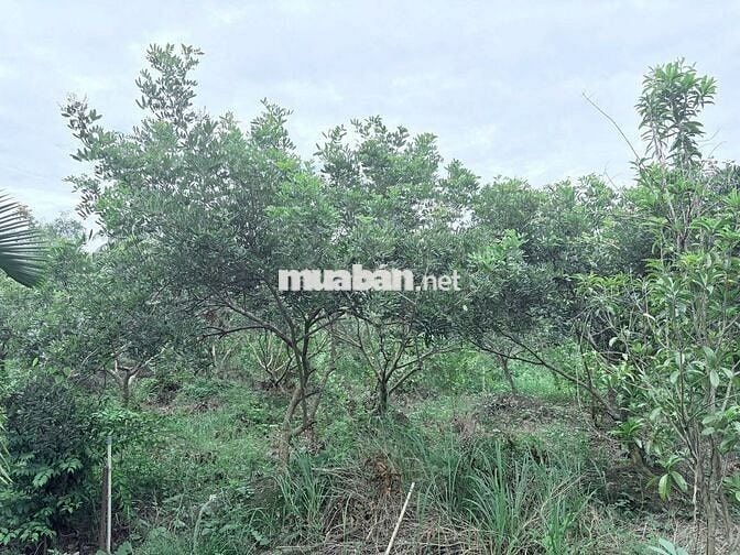 Mặt tiền 2388m2 quốc lộ 57 chợ lách Bến Tre