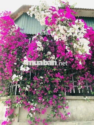 Chuyển nhượng nhà đất khu đô thị diện tích 144m2