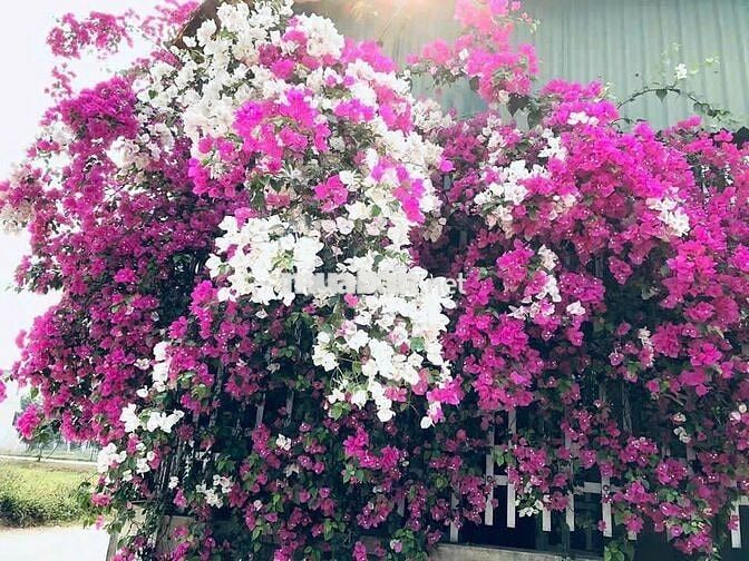 Chuyển nhượng nhà đất khu đô thị diện tích 144m2