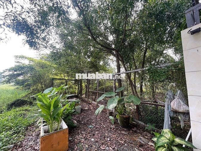 Chính chủ cần bán đất trông cây lâu năm Bình Chánh, HCM, DT 1.062m2
