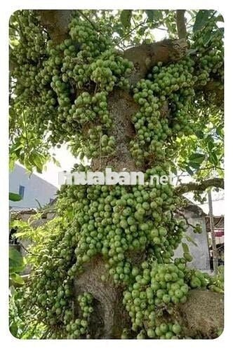 Đất sổ đỏ chính chủ Xích Thổ, An Hải, HP