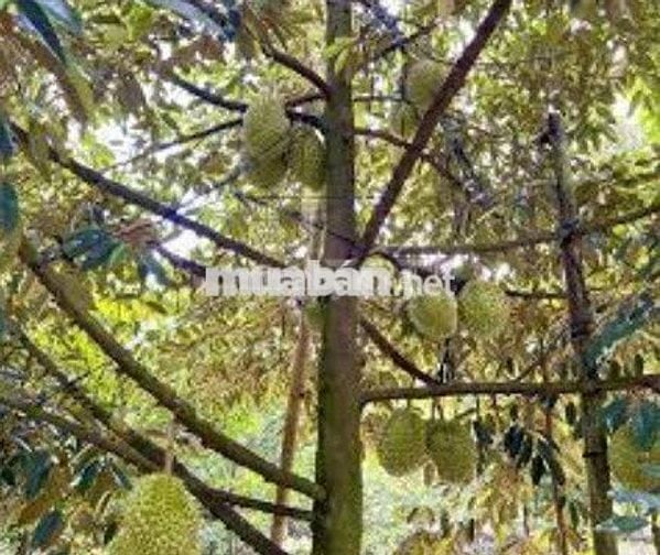 2000m2 vườn sầu riêng chơm chơm cạnh KCN Dầu Giây,ngay ngã tư Dầu Giây