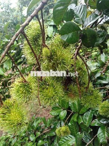 2000m2 vườn sầu riêng chơm chơm cạnh KCN Dầu Giây,ngay ngã tư Dầu Giây