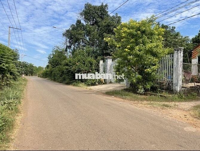 2000m2 vườn sầu riêng chơm chơm cạnh KCN Dầu Giây,ngay ngã tư Dầu Giây