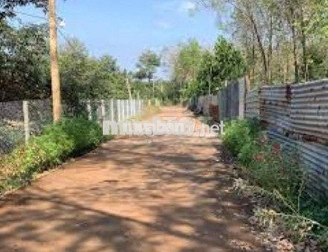 2000m2 vườn sầu riêng chơm chơm cạnh KCN Dầu Giây,ngay ngã tư Dầu Giây