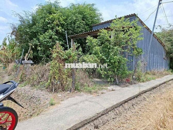 cần bán đất 1842m2 ở xã Lạc Tấn , Tân Trụ , Long An