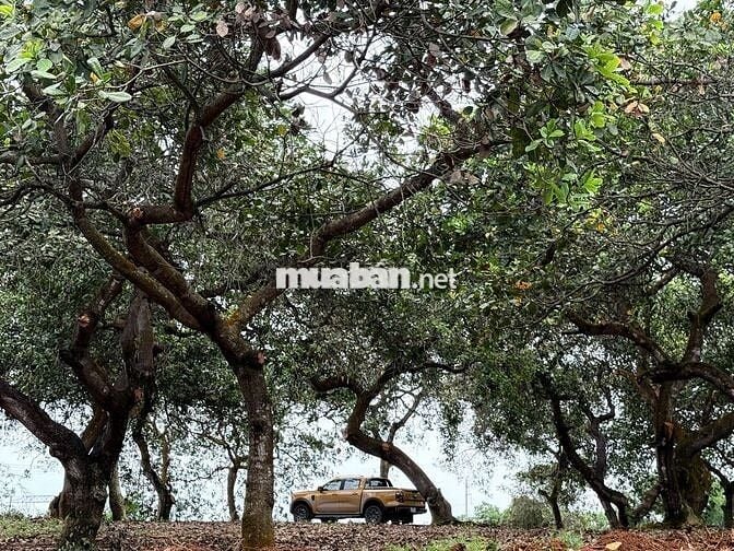 🌿CHỈ 995 TRIỆU/1100m² VƯỜN CỔ THỤ ĐẤT BAZAN, ÔM SUỐI - VIEW HỒ TRỊ AN