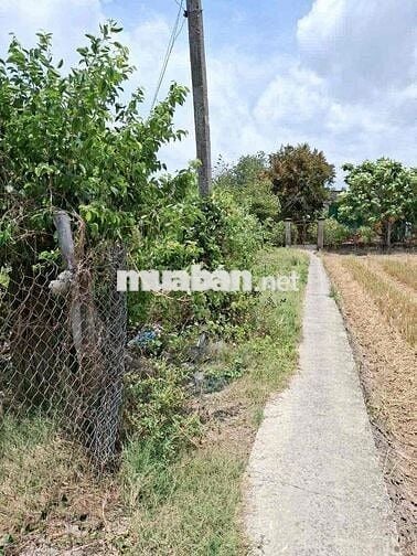 cần bán đất 1842m2 ở xã Lạc Tấn , Tân Trụ , Long An