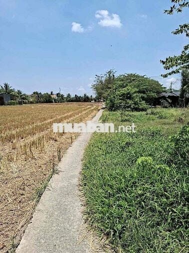 cần bán đất 1842m2 ở xã Lạc Tấn , Tân Trụ , Long An