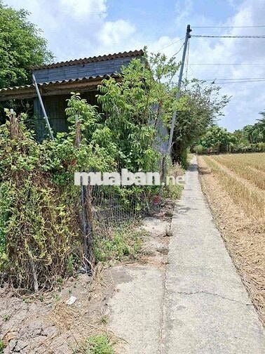 cần bán đất 1842m2 ở xã Lạc Tấn , Tân Trụ , Long An