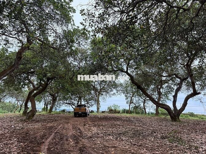 🌿CHỈ 995 TRIỆU/1100m² VƯỜN CỔ THỤ ĐẤT BAZAN, ÔM SUỐI - VIEW HỒ TRỊ AN