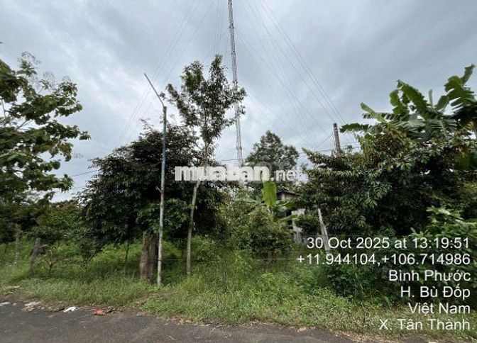 Bán đất 1.865m²  3.2 tỷ tại Xã Tân Thành Huyện Bù Đốp, Thổ cư 100m2