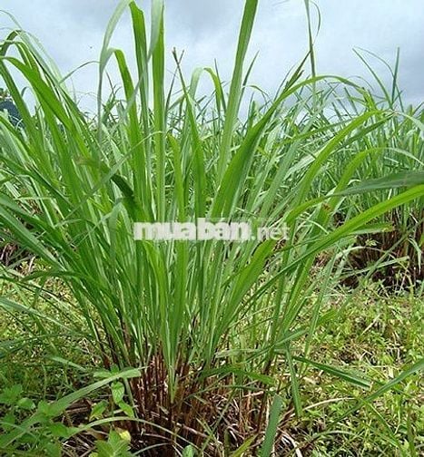 Bán vườn trái cây tại Thống Nhất diện tích  1200m2 chỉ 995 triệu