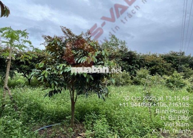 Bán đất 1.865m²  3.2 tỷ tại Xã Tân Thành Huyện Bù Đốp, Thổ cư 100m2