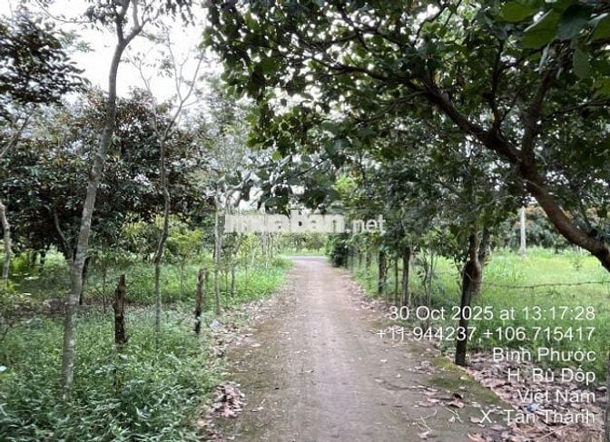 Bán đất 1.865m²  3.2 tỷ tại Xã Tân Thành Huyện Bù Đốp, Thổ cư 100m2