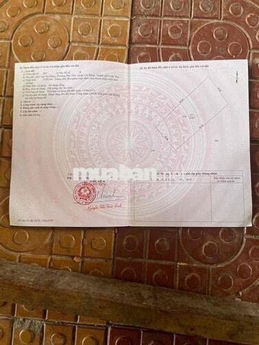 ✨ CẦN BÁN GẤP 2 MIẾNG ĐẤT VƯỜN CHỒNG CÂY LÂU NĂM– GIÁ TỐT – CÁI RĂNG,