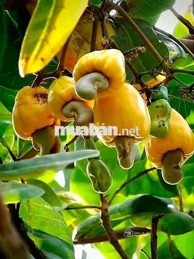 Bán vườn trái cây tại Thống Nhất diện tích  1200m2 chỉ 995 triệu