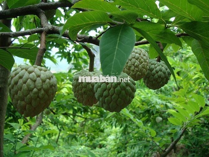 Bán vườn trái cây tại Thống Nhất diện tích  1200m2 chỉ 995 triệu