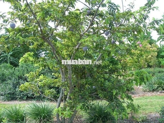 Bán vườn trái cây tại Thống Nhất diện tích  1200m2 chỉ 995 triệu