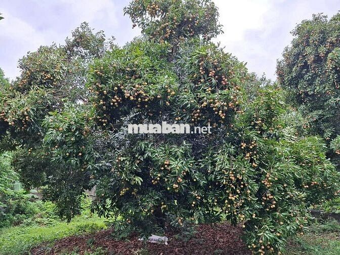 BÁN NHÀ NGHỈ DƯỠNG VIEW HỒ – 3000 M² TẠI BA VÌ, HÀ NỘI