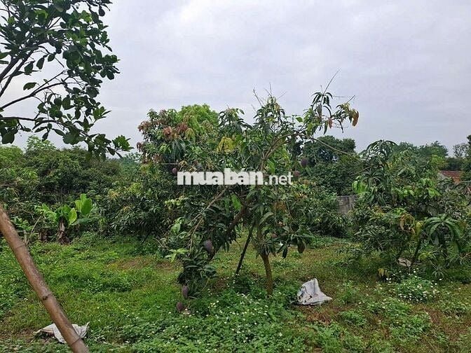 BÁN NHÀ NGHỈ DƯỠNG VIEW HỒ – 3000 M² TẠI BA VÌ, HÀ NỘI